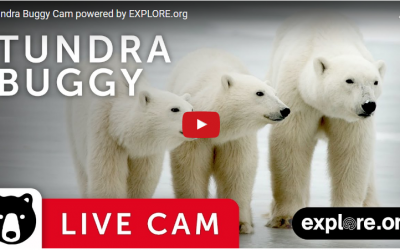 Cape Churchill Polar Bear Cam