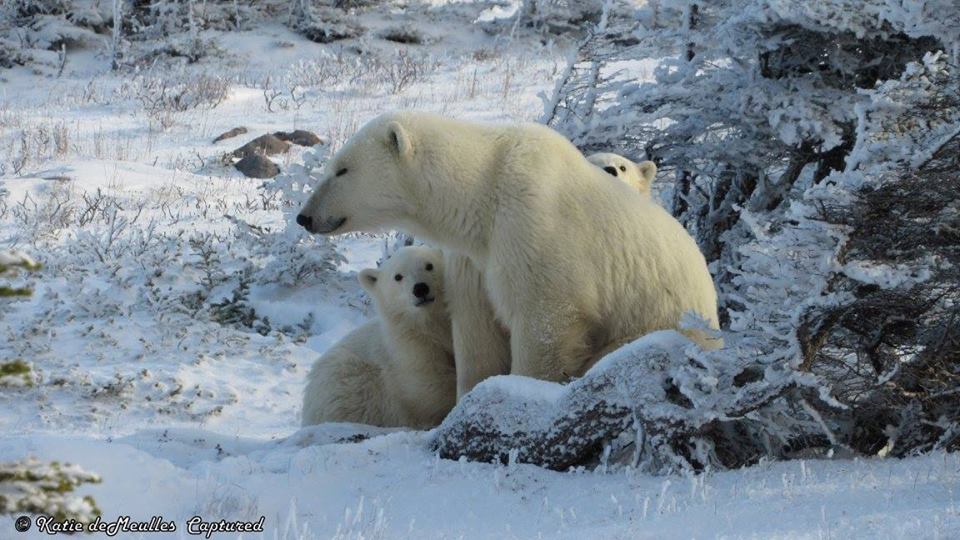 polar bear family churchill