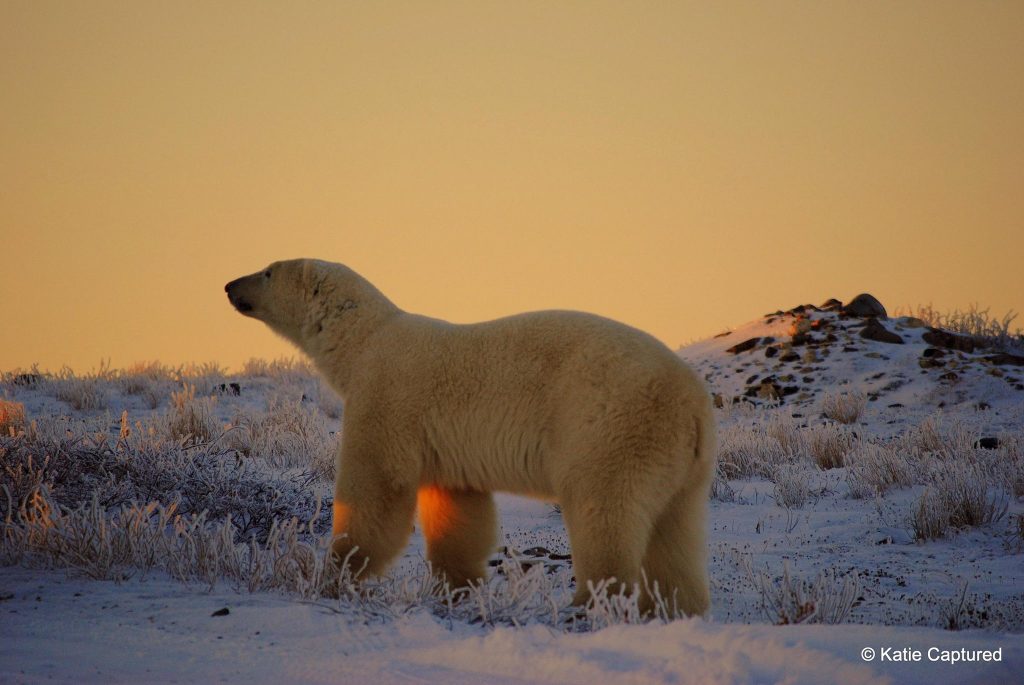Polar bear churchill