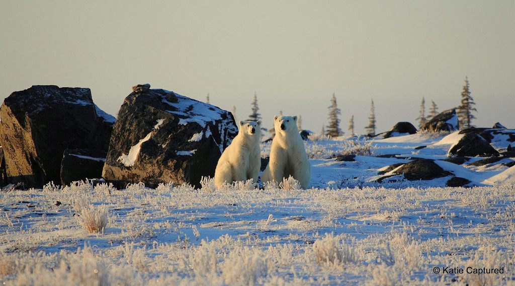 churchill polar bears