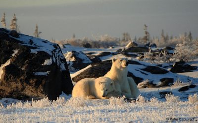 Happy Holidays from Churchill