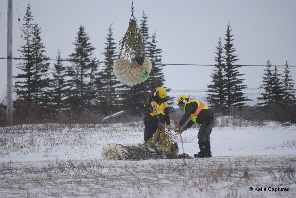 churchill polar bear lift