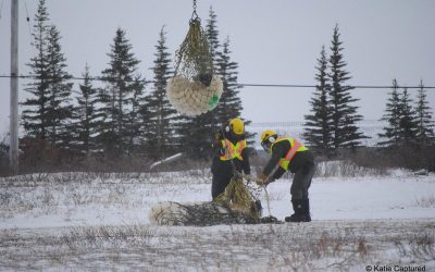 Live From Churchill: Nov 10, 2009