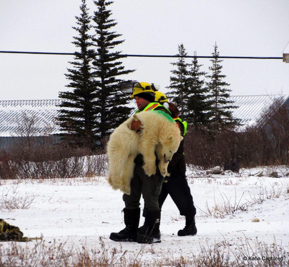 polar bear Churchill