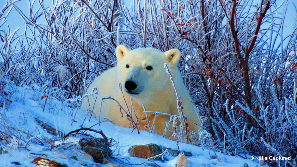 polar bear in Churchill