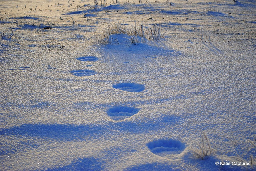 polar bear tracks churchill
