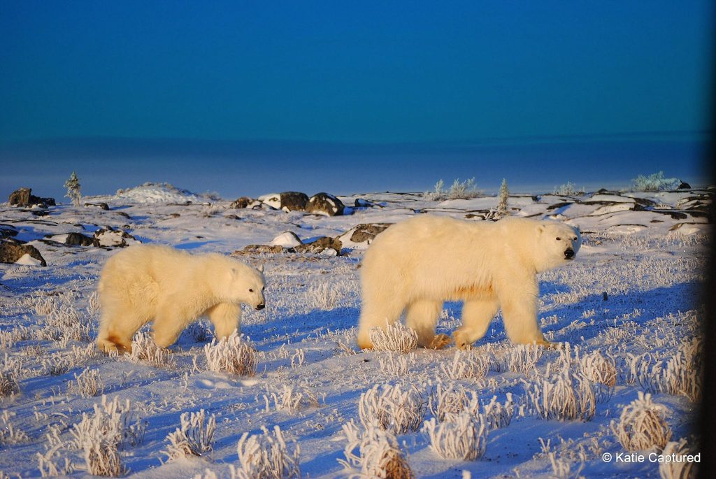 polar bears in Churchill
