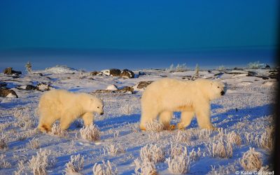Churchill Polar Bear Season Photos