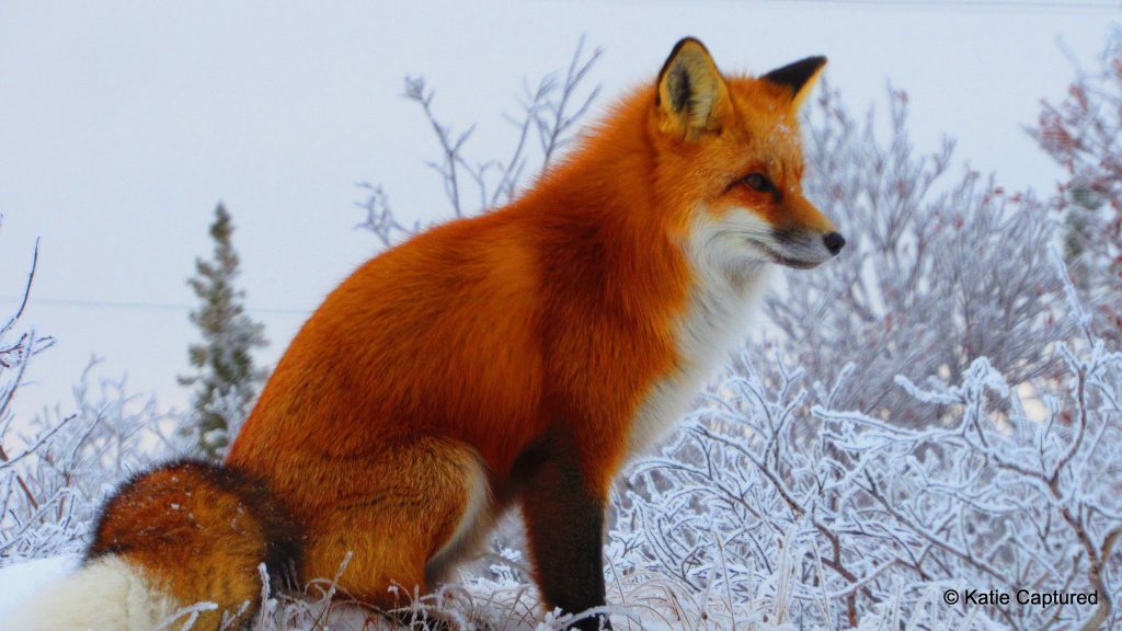 red-fox-4-kd Churchill