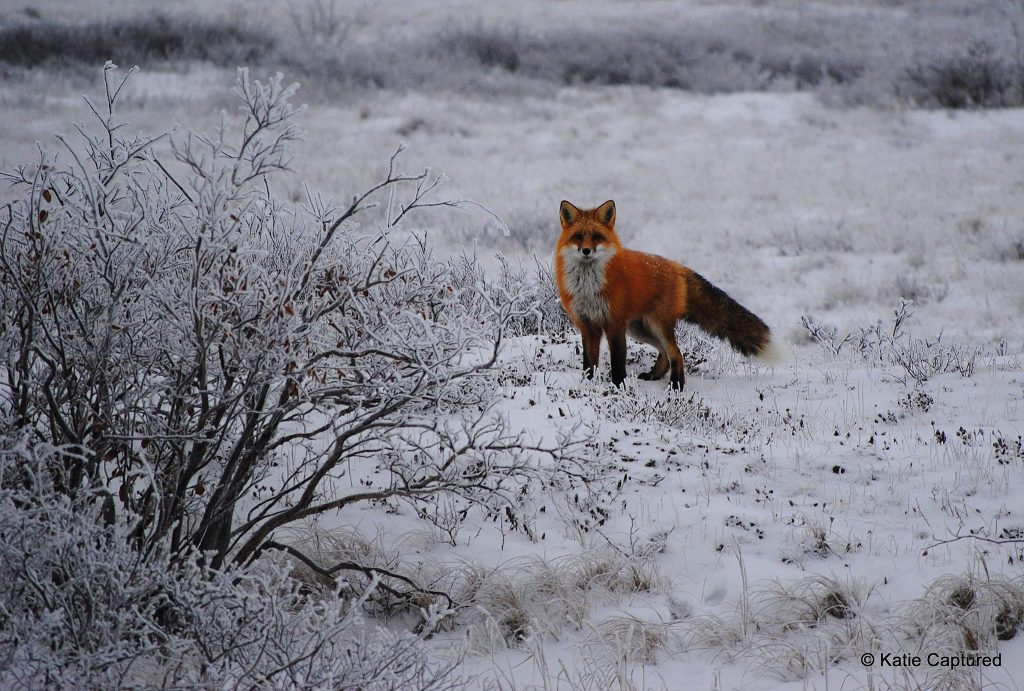red fox on the tundra
