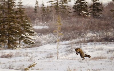Churchill Red Fox Action Photos