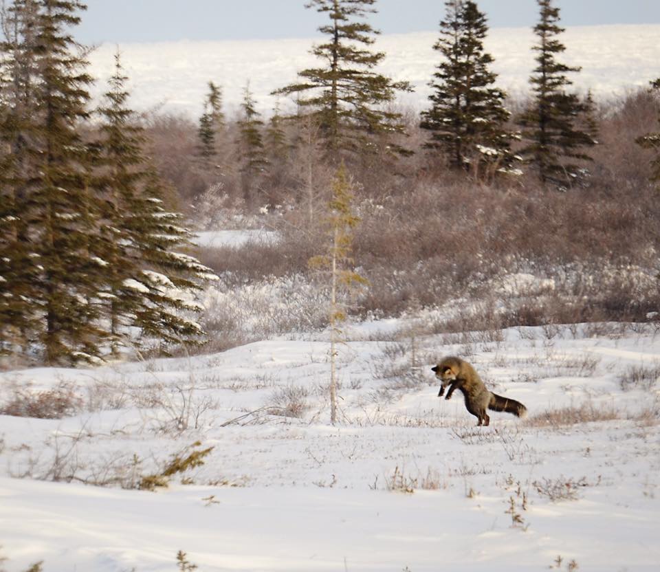 red fox churchill, Manitoba