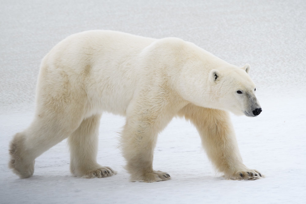 polar bear churchill