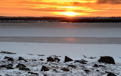 Polar Bear Season – Churchill Adventure