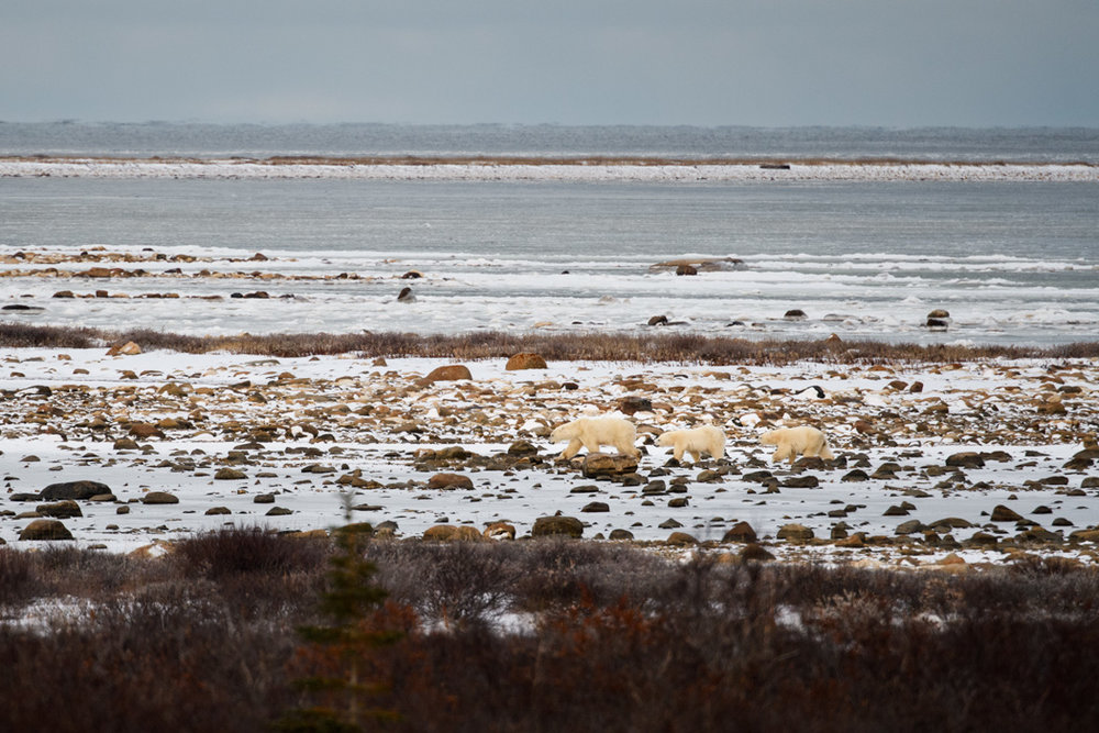 Polar bear family in Churchill.