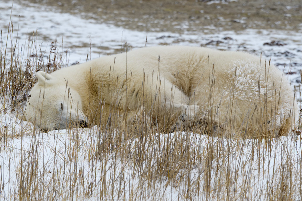 polar bear in Churchill