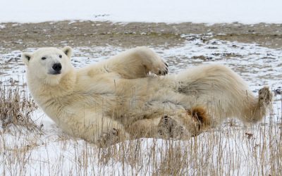 Churchill Sunday Photos – Chillin