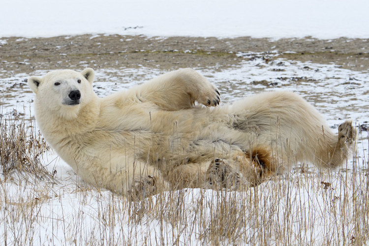 polar bear cubs nursing churchill, Manitoba