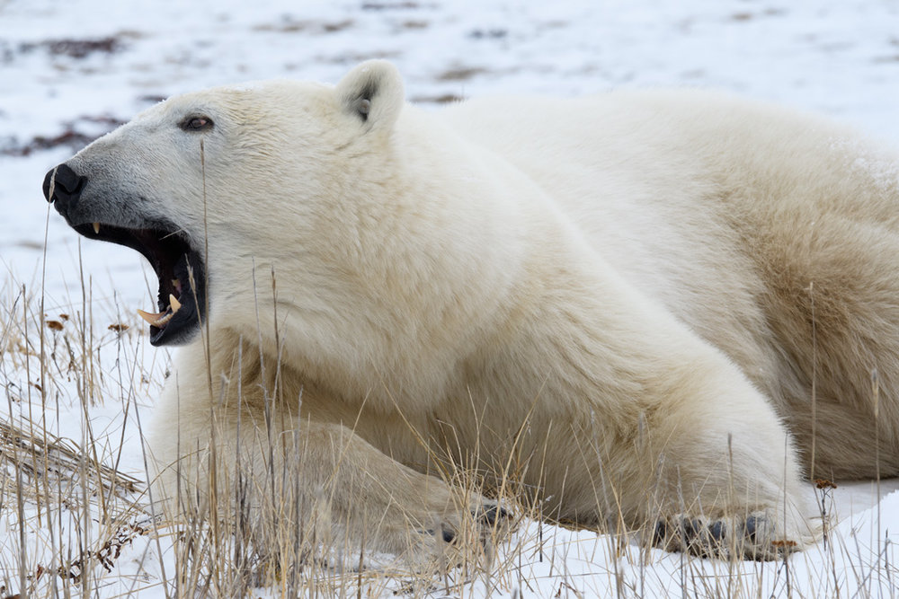 polar bear churchill