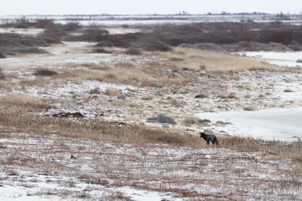silver fox churchill
