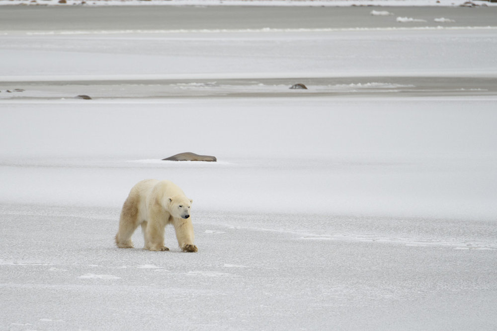 Polar bears churchill