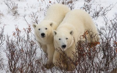 Churchill Wants Polar Bears to Stay Home