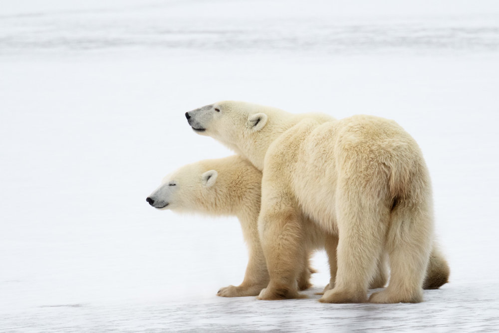 polar bears churchill
