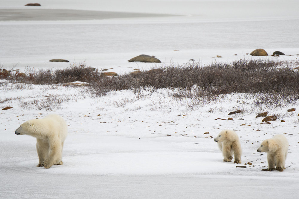 polar bears churchill