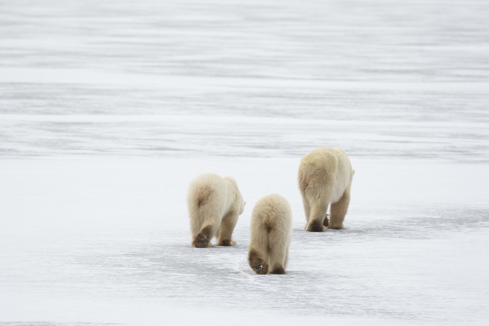 polar bear in Churchill