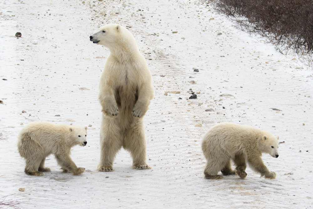 polar bears in Churchill, Manitoba