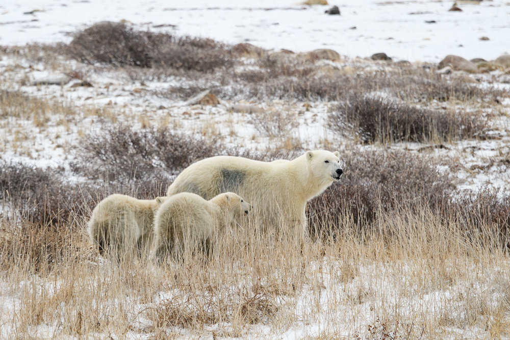 polar bears in churchill