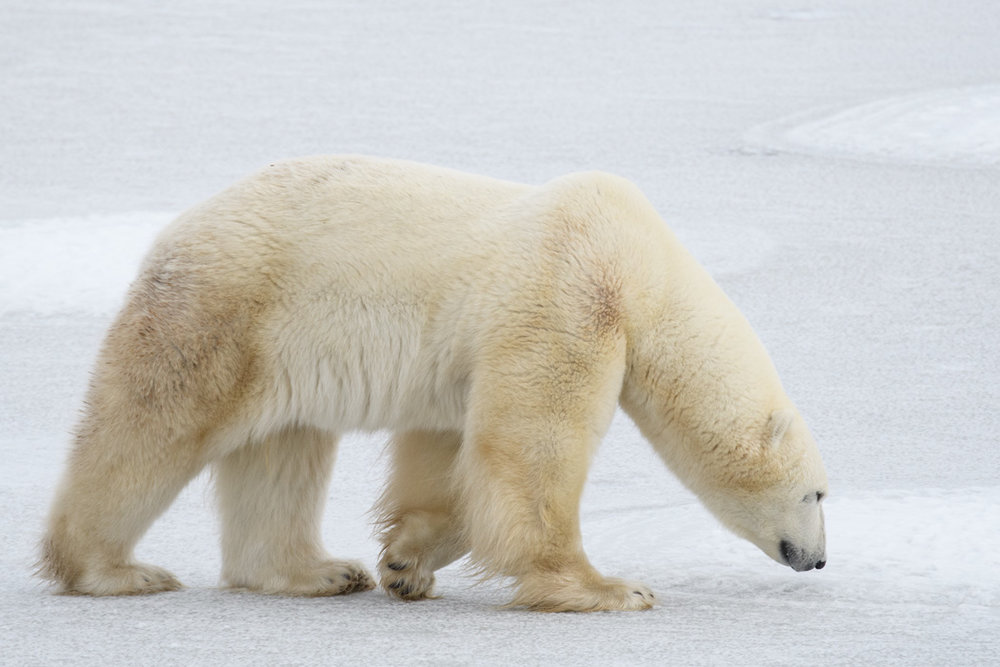 polar bear churchill