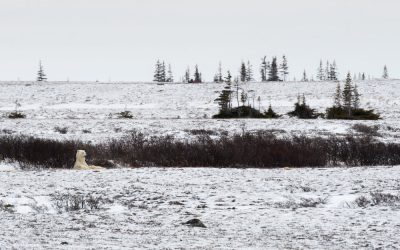 Churchill Polar Bear Season – Guest Blog Series