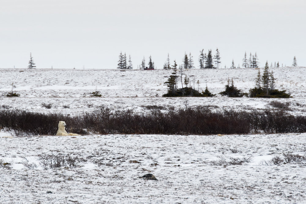 Polar bears in Churchill