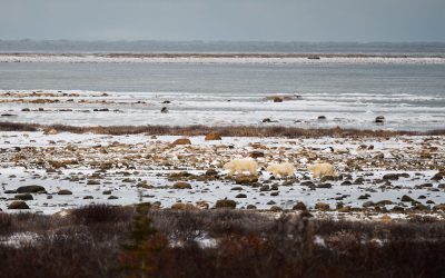 Guest Polar Bear Blog – Polar Bear Season