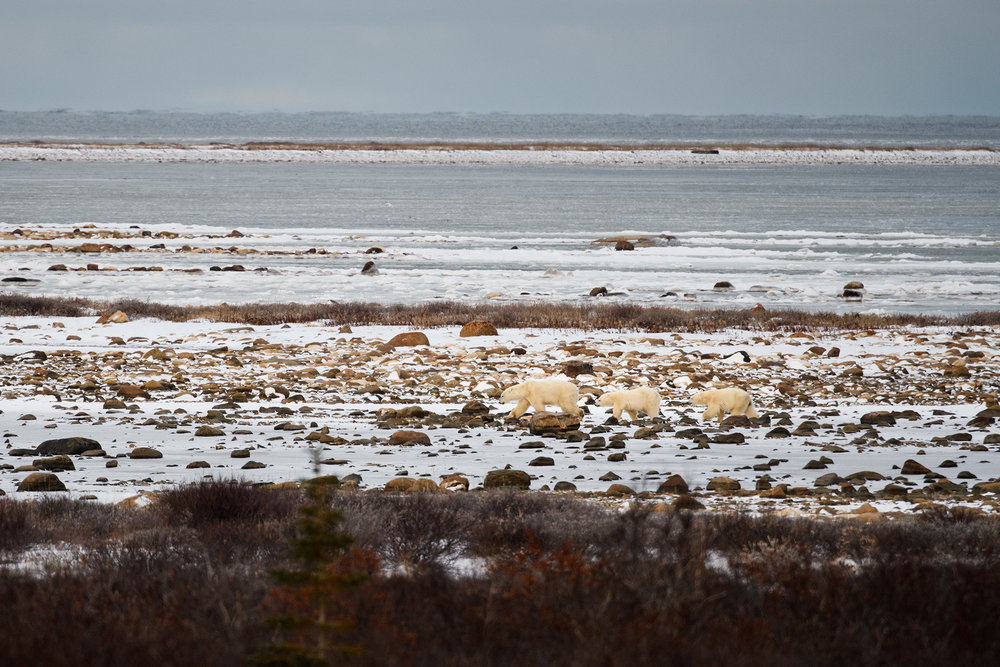 polar bear sow and cub churchill, Manitoba