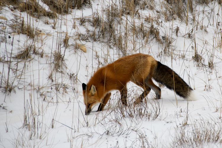 red fox on tundra in Churchill, Manitoba