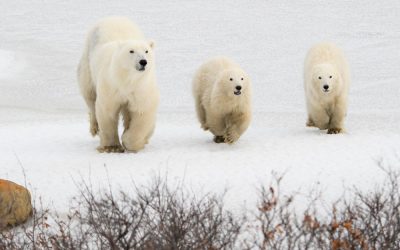 Two Polar Bear Populations Stable
