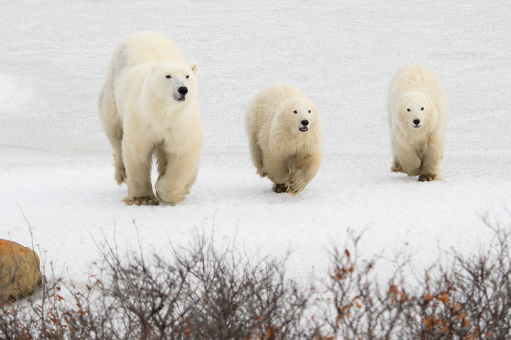 polar bears in Churchill