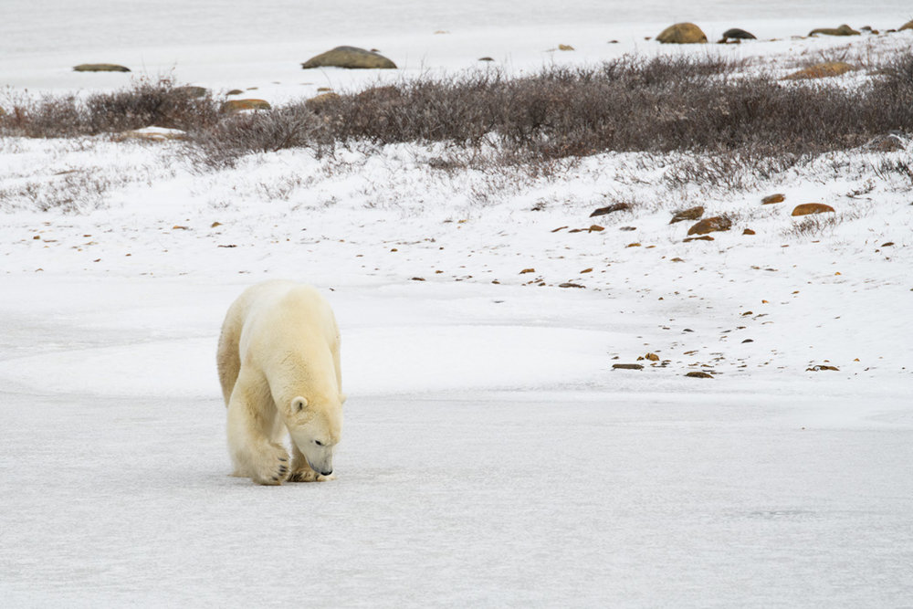 polar bear churchill