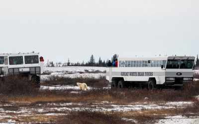 Polar Bear Season – Guest Blog II