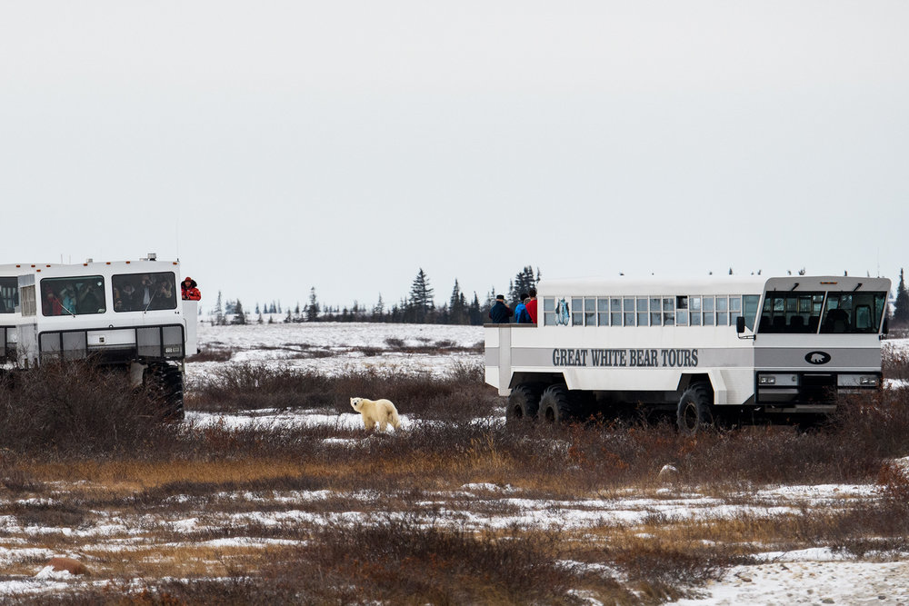 polar bears in Churchill