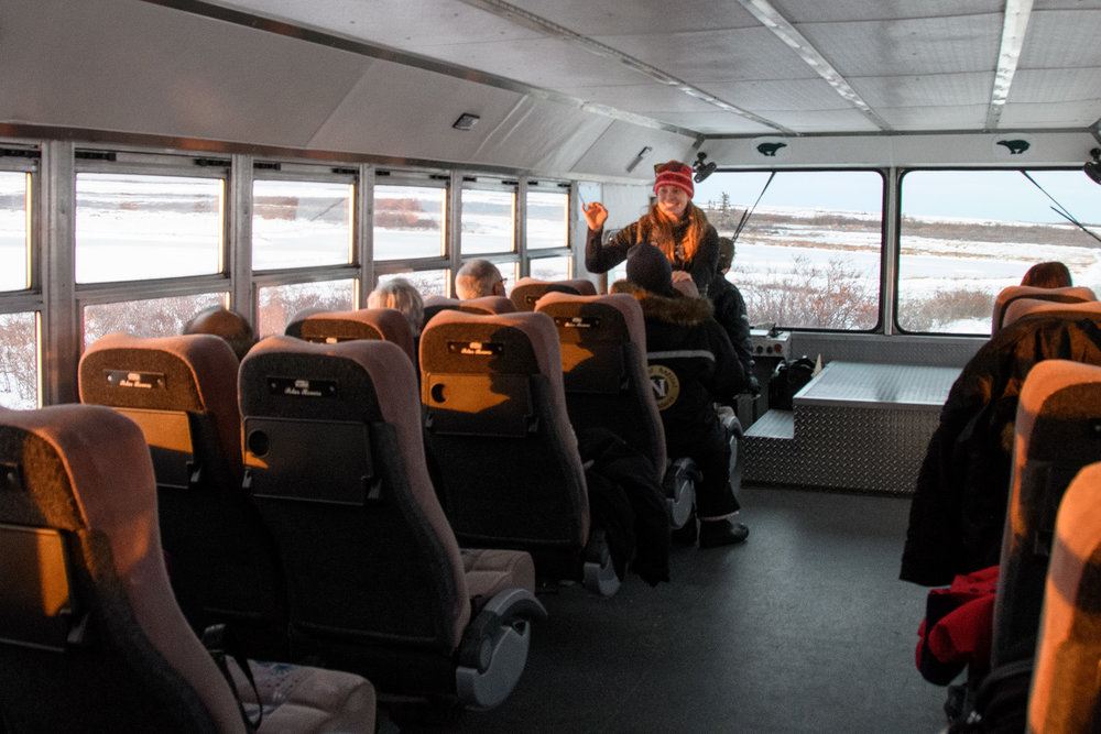 natural habitat churchill