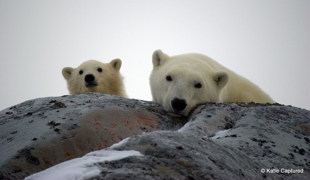 polar bear mother and cub in Churchill