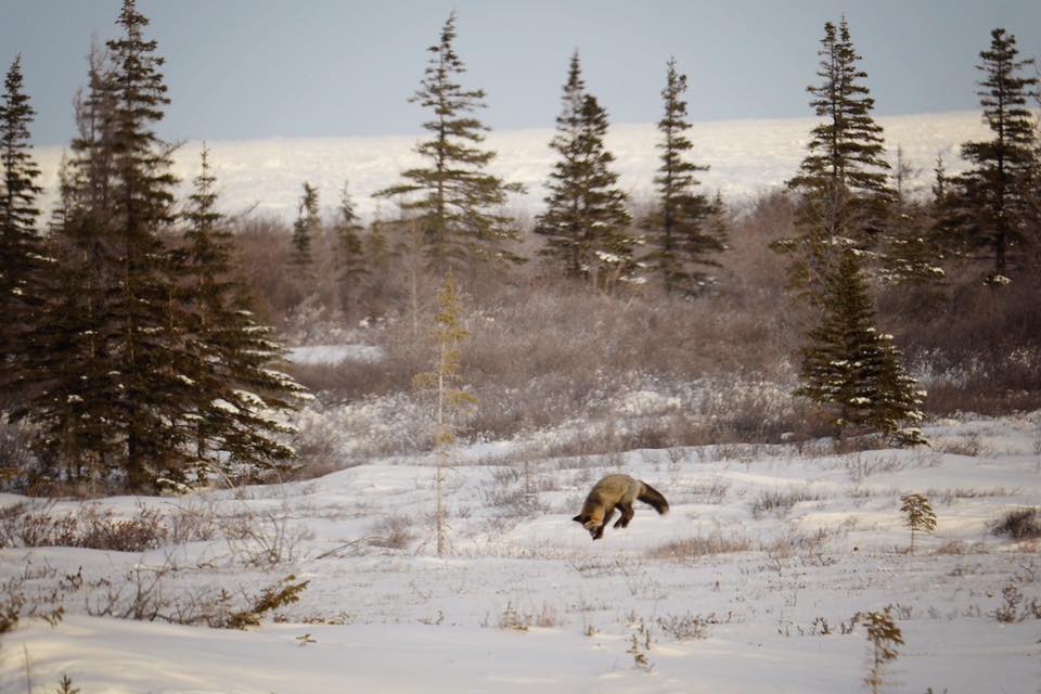 red fox in Churchill, Manitoba