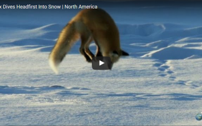 Churchill Video of the Week – Fox Hunting