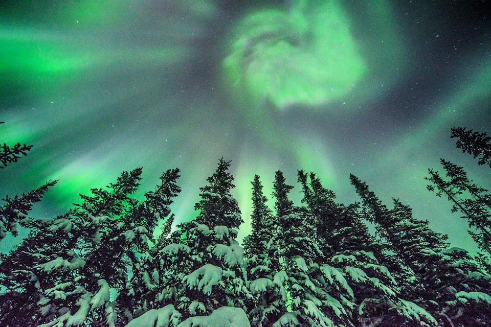 aurora borealis above boreal forest churchill