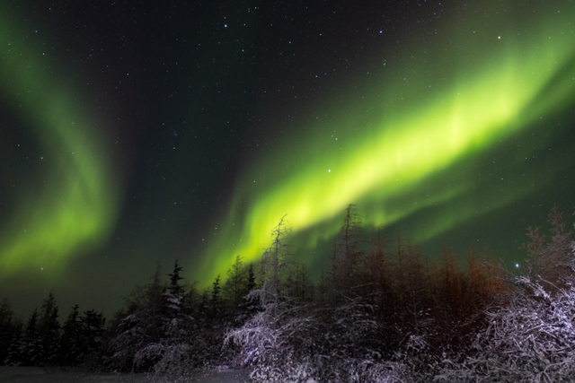 Northern lights boreal forest churchill