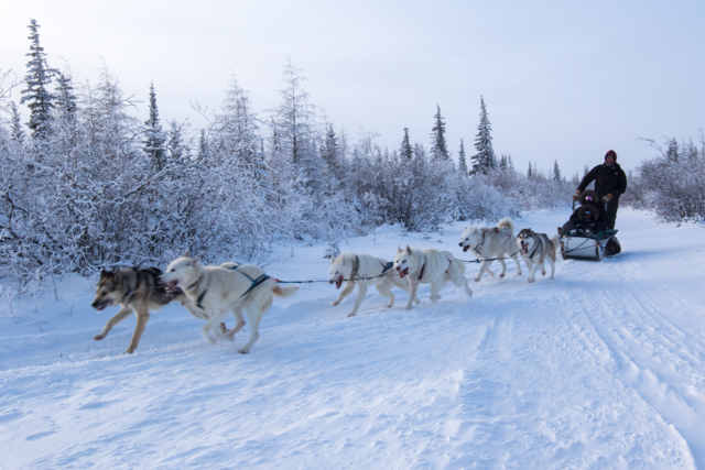 dog sledding in Churchill