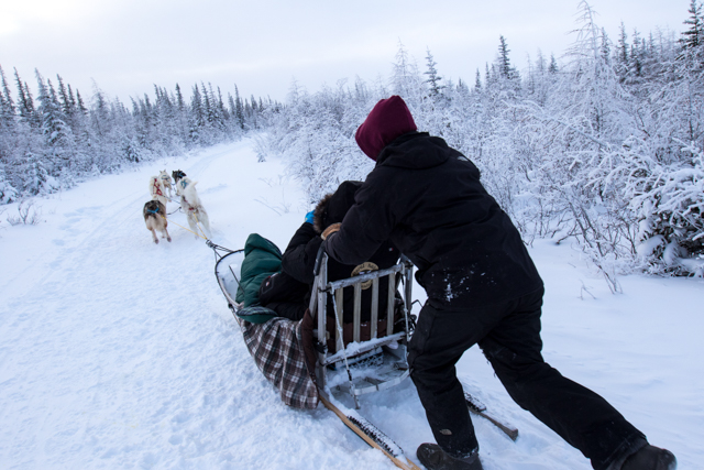 Dogsledding churchill